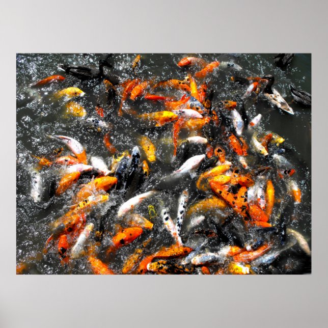 Affiche Koi carp feeding frenzy (Devant)