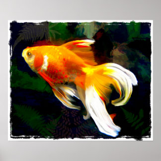 Affiche Koi doré brillant dans l'étang de poisson foncé