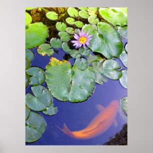 Affiche Koi et Water Lily