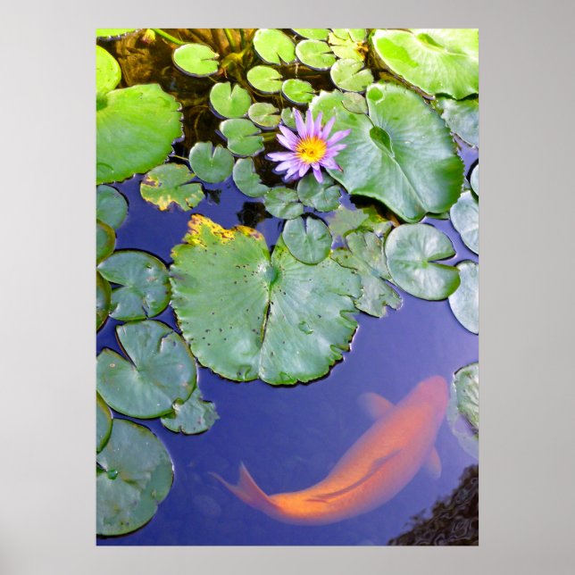 Affiche Koi et Water Lily (Devant)