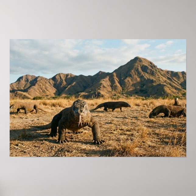 Affiche Komodo Dragon Indonesia National Park Wildlife Art (Devant)