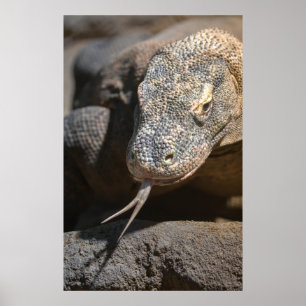 Affiche Komodo Dragon Sticking Out Sa Langue