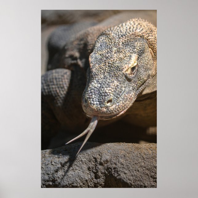 Affiche Komodo Dragon Sticking Out Sa Langue (Devant)