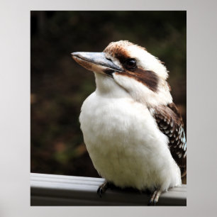 Affiche Kookaburra