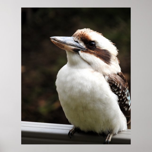 Affiche Kookaburra (Devant)