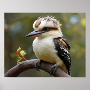 Affiche Kookaburra