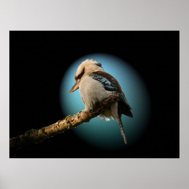 Affiche Kookaburra sous les projecteurs (Devant)