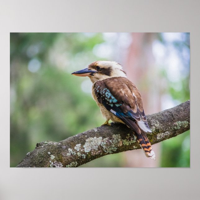 Affiche Kookaburra sur branche (Devant)