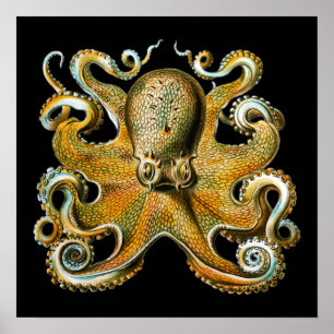 Affiche Kraken Octopus Animal Cool