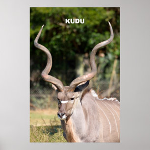 Affiche Kudu