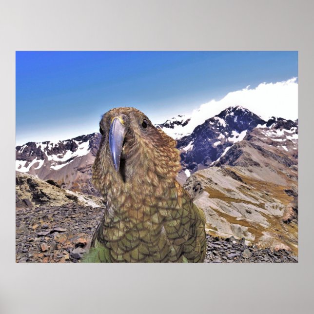 Affiche Kurious Kea (Devant)