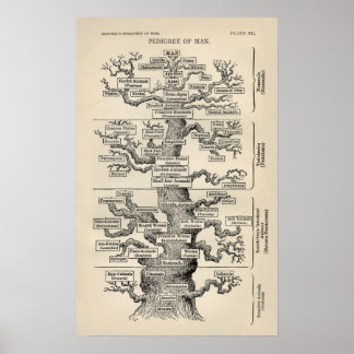 Affiche L'"arbre de vie" d'Ernst Haeckel