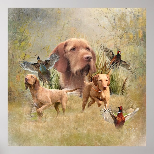 Affiche La À poils durs hongroise Vizsla (Devant)