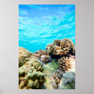Affiche La barrière de corail