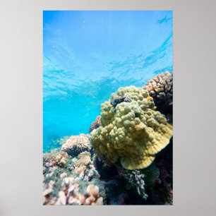 Affiche La barrière de corail