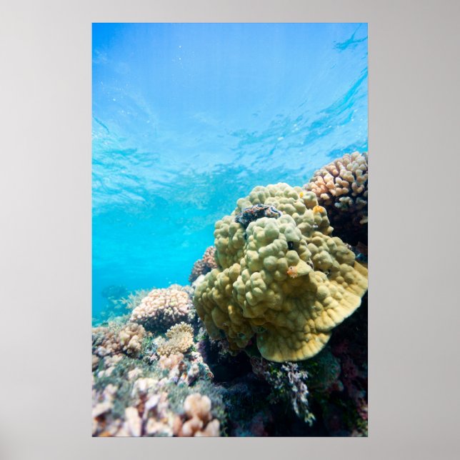 Affiche La barrière de corail (Devant)