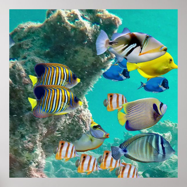 Affiche La barrière de corail aux poissons tropicaux (Devant)