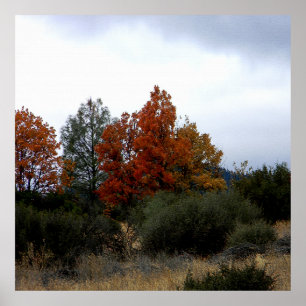 Affiche La beauté automnale....