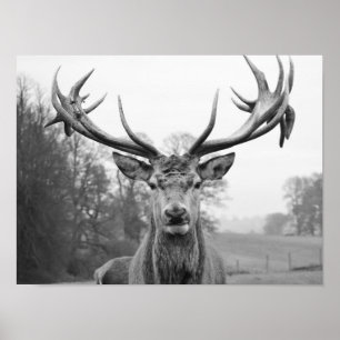 Affiche La beauté dans la nature