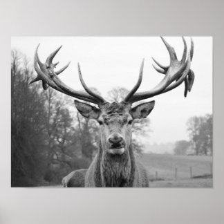 Affiche La beauté dans la nature