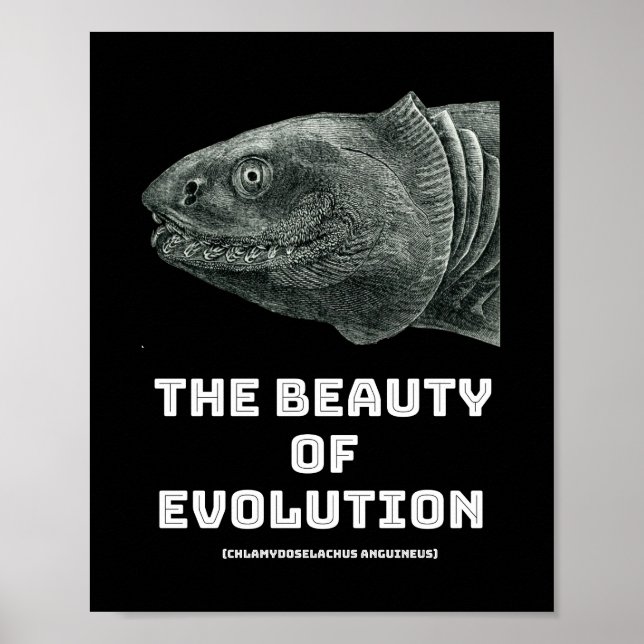 Affiche La beauté des requins de l'évolution (Devant)