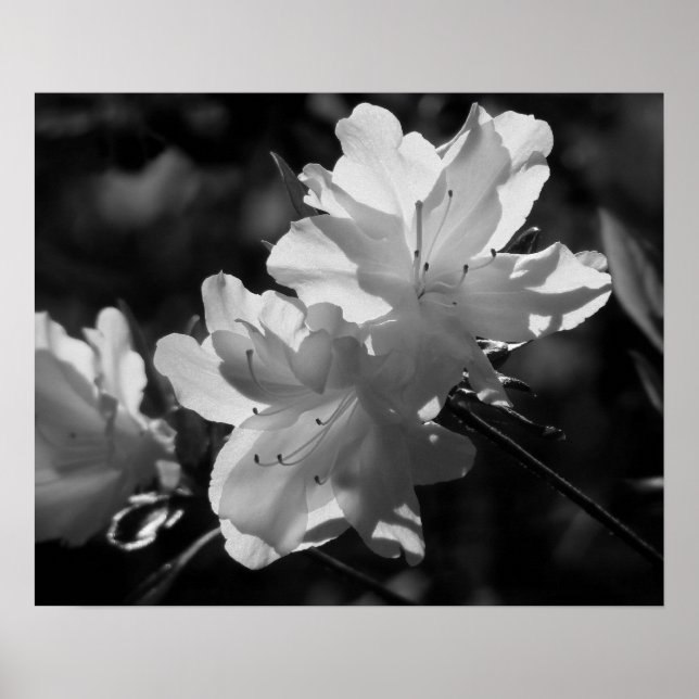 Affiche La beauté du printemps (Devant)