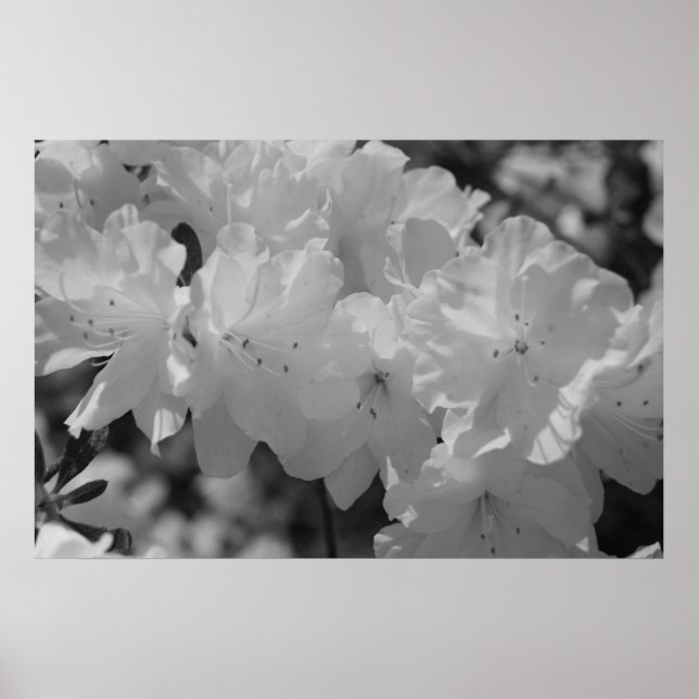 Affiche La beauté du printemps III (Devant)