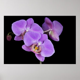 Affiche La beauté tropicale