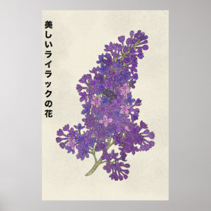 Affiche La Belle Fleur de Lilas