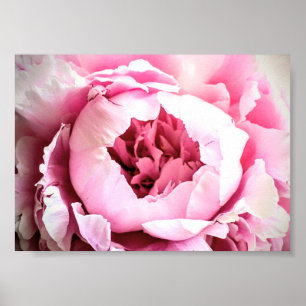 Affiche La Belle Fleur Peony Rose Élégante