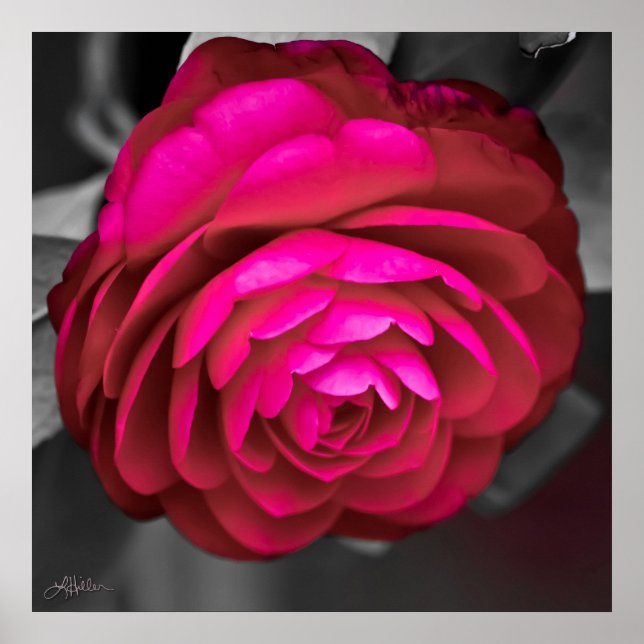 Affiche La Camélia rose  (Devant)