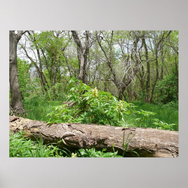 Affiche La campagne du Kansas (Devant)