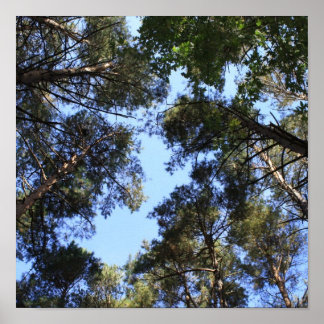Affiche La canopée de la forêt de pins