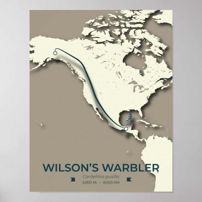 Affiche La carte de migration de la Paruline Wilson - Mini (Devant)