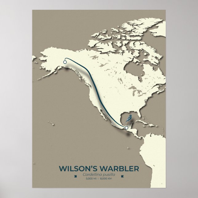 Affiche La carte de migration de la Paruline Wilson - Mini (Devant)