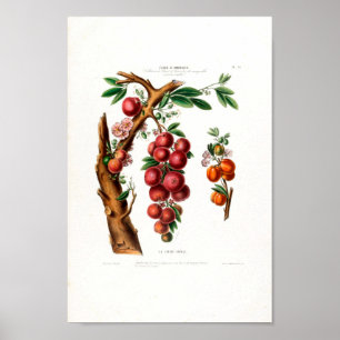 Affiche La Cerise Créole Vintage Botanique Flore D Ameriqu