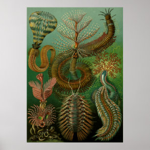 Affiche La Chaetopode de Haeckel