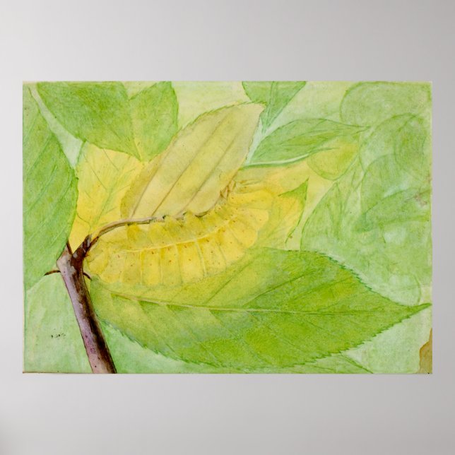 Affiche La chenille lunaire par Abbott Handerson Thayer (Devant)