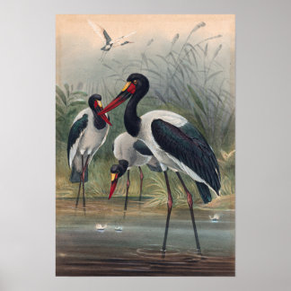 Affiche La cigogne à la selle par Joseph Wolf