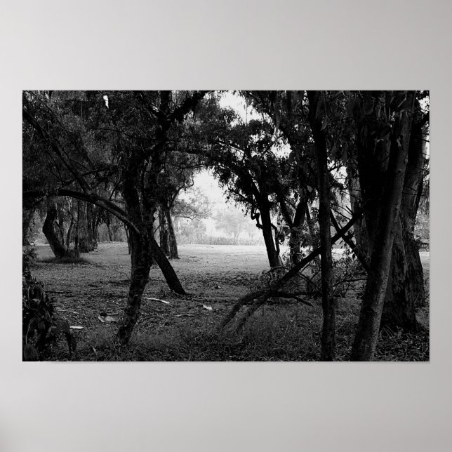 Affiche La Clairière - Forêt en noir et blanc (Devant)