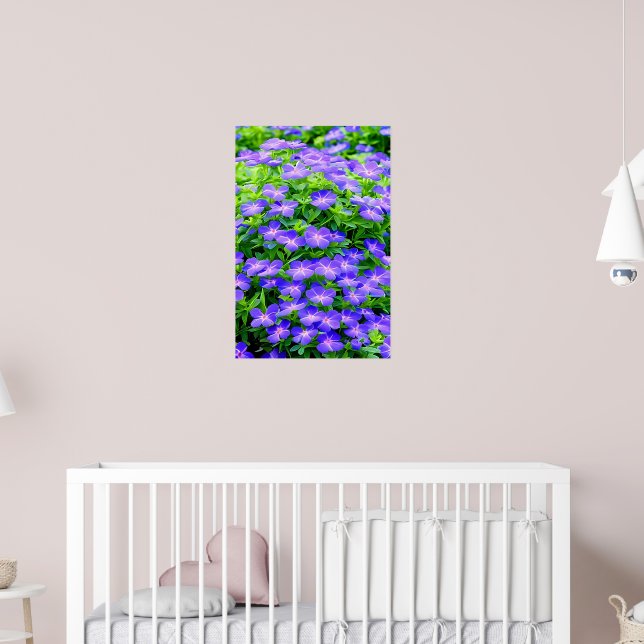 Affiche La clématite de Drummond - une jolie petite fleur  (Pépinière 2)