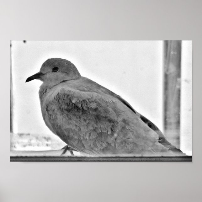 Affiche La colombe innocente (Devant)