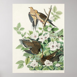 Affiche La colombe matinale d’Audubon Carolina Peinture de
