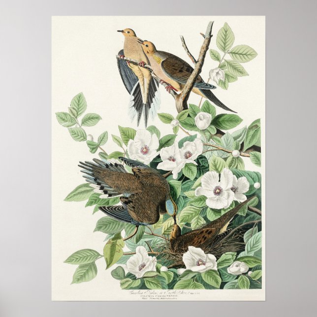 Affiche La colombe matinale d’Audubon Carolina Peinture de (Devant)