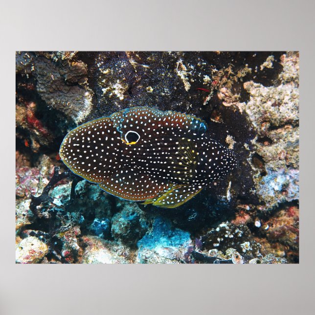 Affiche La comète insaisissable (Devant)