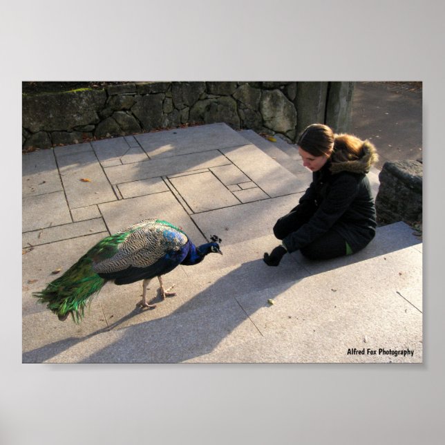 Affiche La Confiance d'un Paon (Devant)
