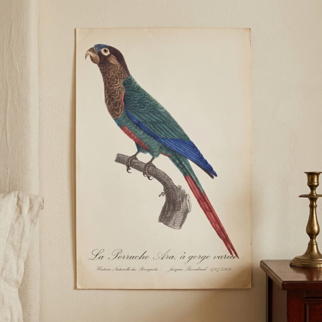 Affiche La Conure emmaillotée, Pyrrhura Picta (The Painted Parakeet, Pyrrhura Picta. Poster)