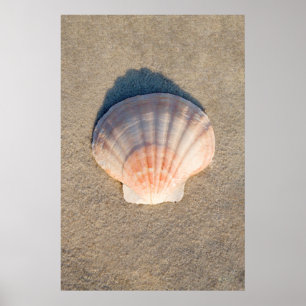 Affiche La Coquille De Mer Posée Sur La Plage De Sandy