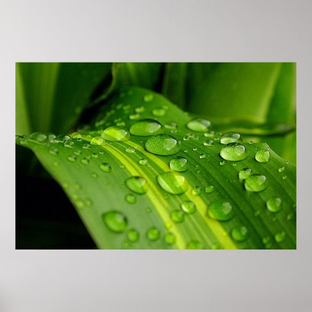 Affiche La couleur de la pluie.. (Devant)