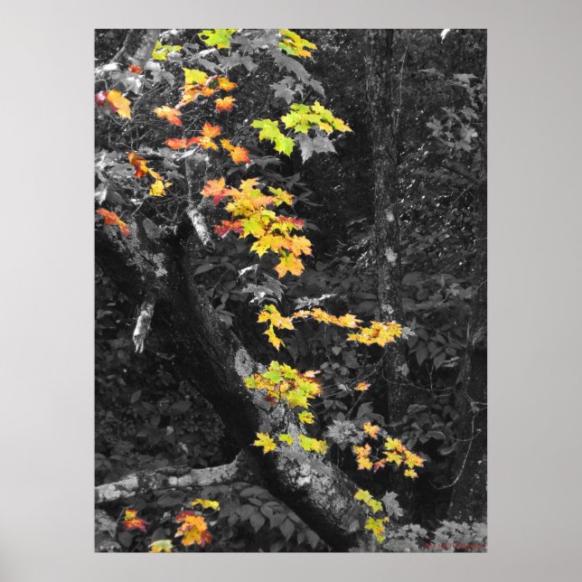 Affiche La couleur de l'automne (Devant)